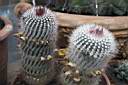 NOTOCACTUS SCOPA.jpg